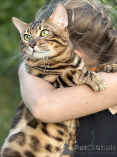 Additional photos: Gorgeous Bengal cat - GrandInterChampion of the breed