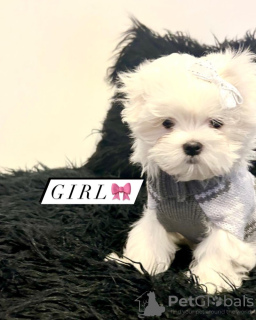 Photo №1. maltese dog, maltipu - for sale in the city of Atlanta | 400$ | Announcement № 102538