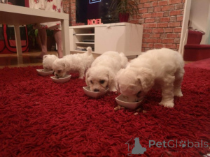 Photo №1. bichon frise - for sale in the city of JáCHYMOV | 671$ | Announcement № 172826