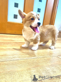 Photo №3. Welsh Corgi Pembroke Puppies.. Denmark