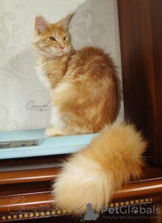 Photo №4. I will sell maine coon in the city of Kazan. from nursery - price - 282$