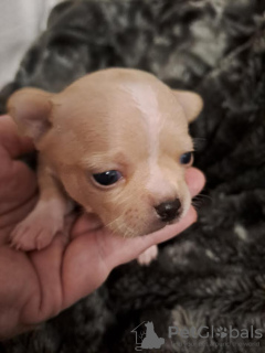 Photo №4. I will sell chihuahua in the city of Zrenjanin. breeder - price - negotiated