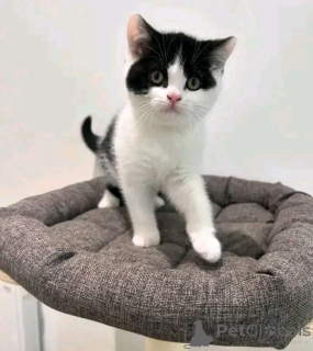 Photo №2 to announcement № 137222 for the sale of munchkin - buy in Germany breeder