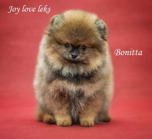 Photo №3. Spitz puppies. Russian Federation