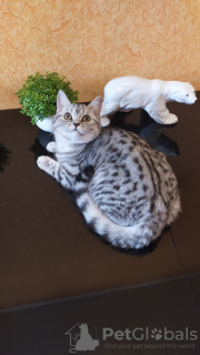 Photo №2 to announcement № 9000 for the sale of british shorthair - buy in Russian Federation breeder