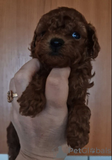 Photo №2 to announcement № 125542 for the sale of poodle (toy) - buy in Ukraine private announcement, from nursery, breeder