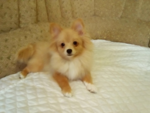 Photo №2 to announcement № 5735 for the sale of pomeranian - buy in Ukraine breeder