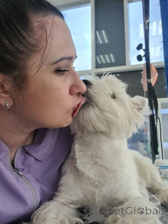 Photo №1. west highland white terrier - for sale in the city of Edinburgh | 700$ | Announcement № 146679