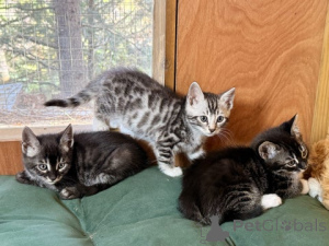 Photo №1. bengal cat - for sale in the city of Vendorf | 929$ | Announcement № 172430