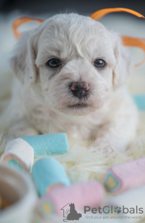 Photo №4. I will sell bichon frise in the city of Loznica. breeder - price - negotiated