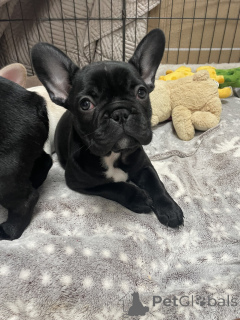 Photo №2 to announcement № 135598 for the sale of french bulldog - buy in Germany breeder