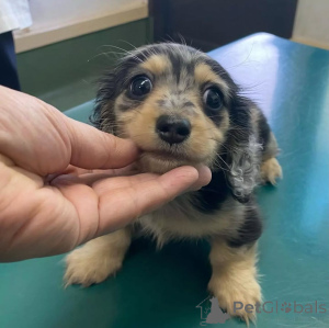 Photo №4. I will sell dachshund in the city of Helsinki.  - price - 568$