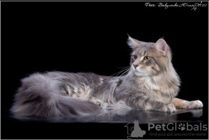 Photo №3. Maine coon kittens. Russian Federation