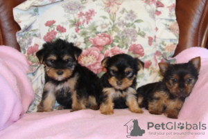 Photo №1. yorkshire terrier - for sale in the city of Барсена-де-Сисеро | 180$ | Announcement № 40104