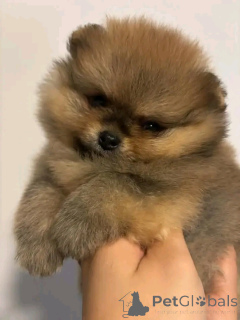 Photo №2 to announcement № 176567 for the sale of pomeranian - buy in United Kingdom 