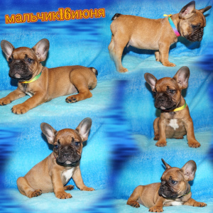 Photo №2 to announcement № 3302 for the sale of french bulldog - buy in Russian Federation breeder