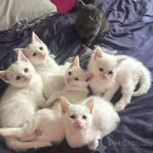 Photo №1. siamese cat - for sale in the city of Amsterdam | 516$ | Announcement № 162801