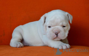 Photo №1. english bulldog - for sale in the city of ANSUBRG | negotiated | Announcement № 166110