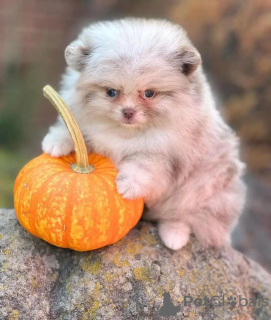 Photo №2 to announcement № 132034 for the sale of pomeranian - buy in Estonia 