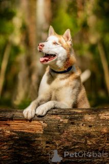 Photo №3. Handsome husky Hart is in good hands. Russian Federation