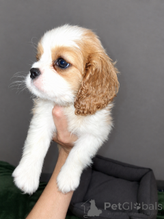 Photo №1. american cocker spaniel, english cocker spaniel, english springer spaniel, welsh springer spaniel, irish water spaniel, spanish water dog, spanisch mastiff, cavalier king charles spaniel, cavalier king charles spaniel, clumber spaniel, russian spaniel, tibetan spaniel - for sale in the city of Vilnius | 1032$ | Announcement № 177702
