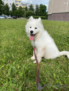 Photo №4. I will sell samoyed dog in the city of Grodno. private announcement - price - 1000$