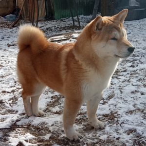 Photo №1. shiba inu - for sale in the city of Tula | Negotiated | Announcement № 5977