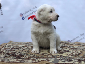 Additional photos: CAO puppies
