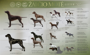 Photo №2 to announcement № 146050 for the sale of german shorthaired pointer - buy in Lithuania breeder