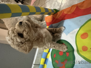 Photo №4. I will sell bichon frise in the city of Wrocław. breeder - price - 1600$