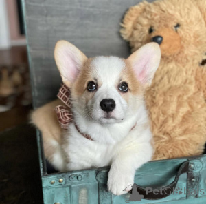 Photo №1. welsh corgi - for sale in the city of Berlin | negotiated | Announcement № 155804