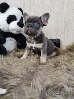 Photo №1. french bulldog - for sale in the city of Сквира | 375$ | Announcement № 31712
