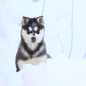 Photo №2 to announcement № 6229 for the sale of siberian husky - buy in Russian Federation from nursery