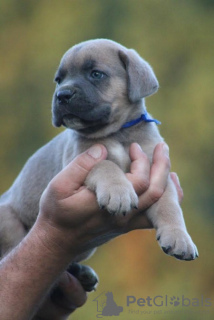 Additional photos: Cane Corso