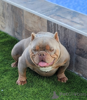 Additional photos: American bully exotic