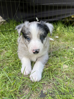 Photo №1. border collie - for sale in the city of New Orleans | 220$ | Announcement № 64139