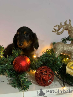 Photo №1. dachshund - for sale in the city of Novi bečej | 723$ | Announcement № 160932