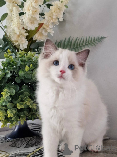 Photo №1. ragdoll - for sale in the city of Munich | negotiated | Announcement № 164799