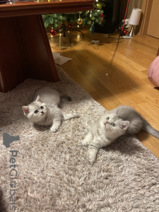 Photo №2 to announcement № 84602 for the sale of british shorthair - buy in Germany breeder