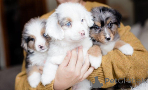 Photo №1. australian shepherd - for sale in the city of Esens | negotiated | Announcement № 162372