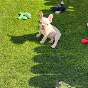 Photo №4. I will sell french bulldog in the city of Berlin.  - price - negotiated