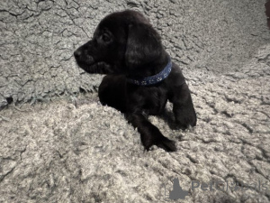 Photo №4. I will sell labrador retriever in the city of Manchester. breeder - price - negotiated