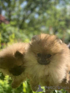 Photo №2 to announcement № 11225 for the sale of pomeranian - buy in Ukraine breeder