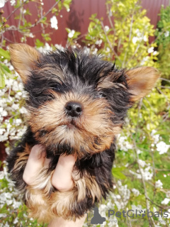 Additional photos: Baby-face Yorkie puppies are completely ready to go.