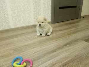 Photo №1. chow chow - for sale in the city of  | Negotiated | Announcement № 4457