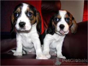 Photo №3. Cute Beagle Puppies Whatsapp. Finland