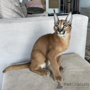 Photo №4. I will sell caracal in the city of Augusta. private announcement, from nursery, from the shelter - price - negotiated