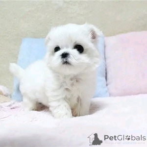 Photo №2 to announcement № 138095 for the sale of maltese dog - buy in United States breeder