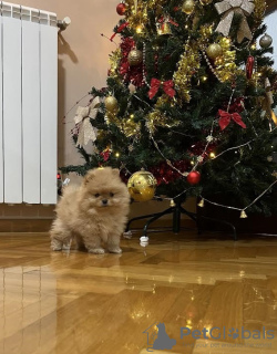 Photo №2 to announcement № 83112 for the sale of pomeranian - buy in Serbia breeder