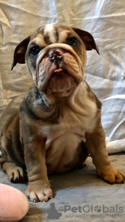 Photo №4. I will sell english bulldog in the city of Bonn. private announcement, breeder - price - 423$